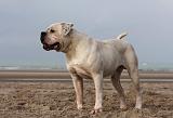 BOULEDOGUE AMERICAIN 118